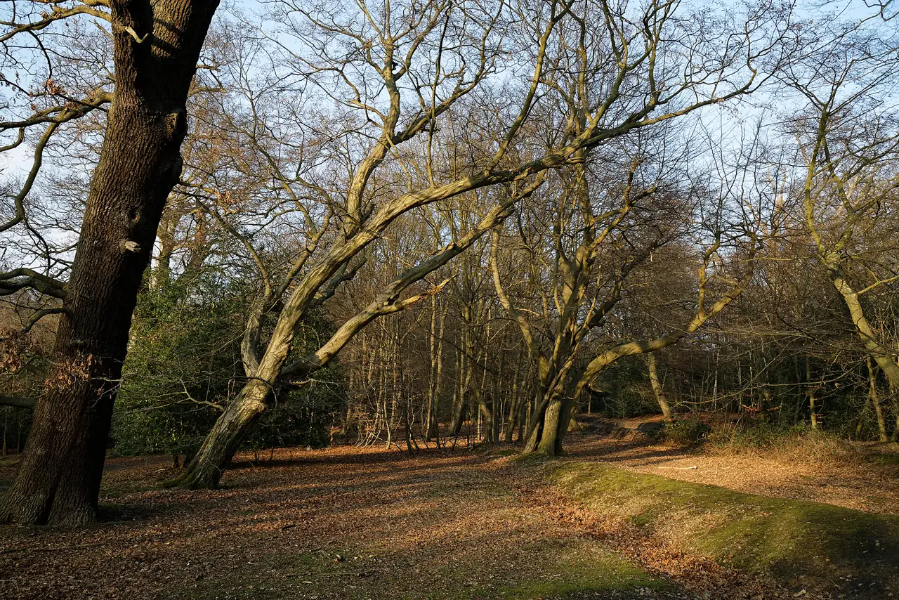 Oak, hornbeam and beech trees at High Beach in Epping Forest